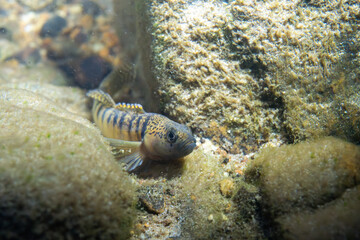 Fantail darter at the bottom of a river