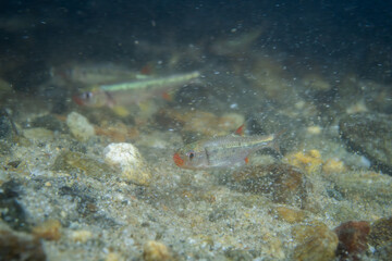 Redlip shiners in a sandy riverbed