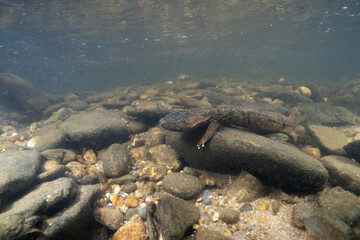 Eastern hellbender on rocky riverbed