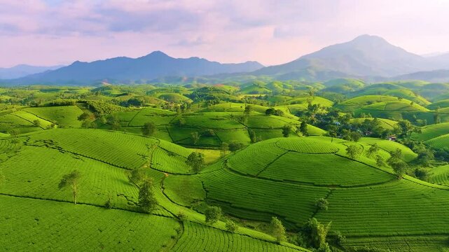 Aerial view of Long Coc tea hills, Phu Tho province, Vietnam. Beautiful green tea plantation in Vietnam. Nature background.