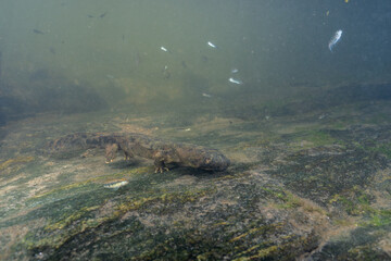 Eastern hellbender on a mossy rock