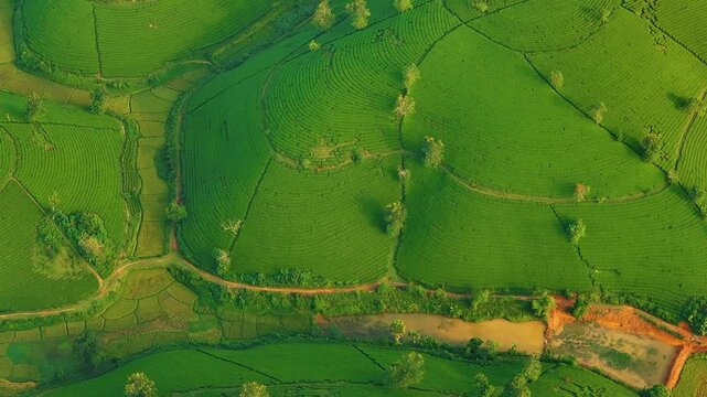 Aerial view of Long Coc tea hills, Phu Tho province, Vietnam. Beautiful green tea plantation in Vietnam. Nature background.