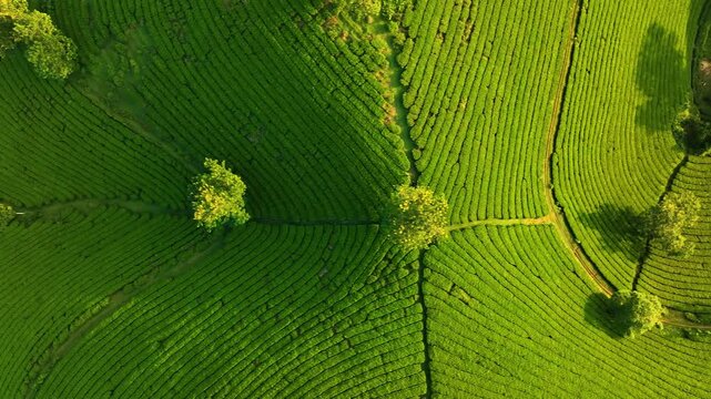 Aerial view of Long Coc tea hills, Phu Tho province, Vietnam. Beautiful green tea plantation in Vietnam. Nature background.
