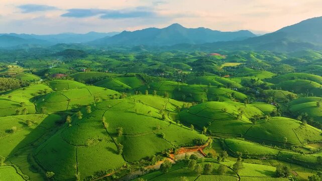 Aerial view of Long Coc tea hills, Phu Tho province, Vietnam. Beautiful green tea plantation in Vietnam. Nature background.