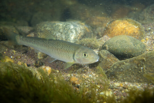 River chub in a river