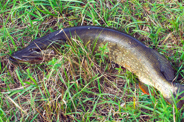 European pike on the autumn grass