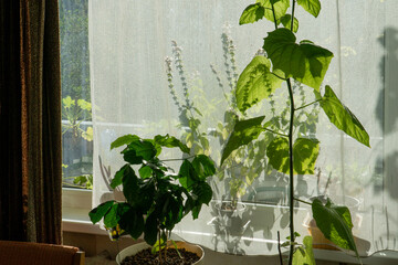 A windowsill garden in an apartment is filled with a variety of plants, lovingly cared for by their enthusiastic owner. Sunlight streams through the curtains, nurturing the plants' vibrant foliage.