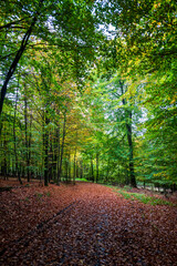 Fototapeta premium footpath in the woods