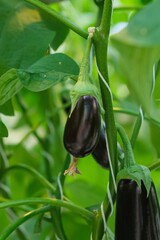 Eggplant Growing in a Greenhouse