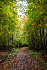 path in the forest, autumn