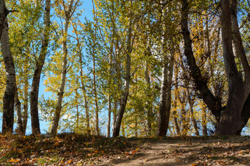 Fototapeta premium beautiful autumn landscape, trees with yellow leaves against the sky