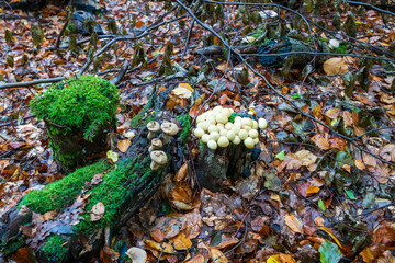 white mushrooms on a tree