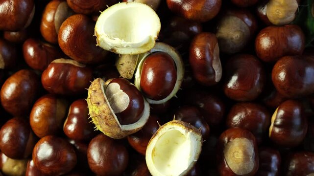 Autumn harvest of fresh chestnuts. Ripe Horse Chestnut fruits or Conkers, close-up. 4K video, Rotating.