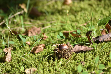 苔の上にどんぐり