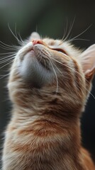 Beautiful orange cat gazing thoughtfully upwards, featuring soft fur and charming facial expression, capturing a moment of tranquility.