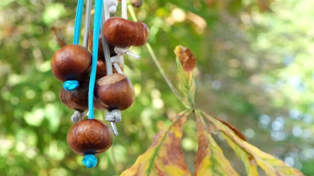 Chestnuts hanging on strings. Conkers is children game played using seeds of horse chestnut trees. Autumn entertainment. Conkers - traditional British game.
