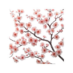 Pink Cherry Blossom Branches on Transparent background