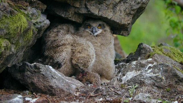 Eurasian eagle owl (Bubo bubo), baby owlets foraging on a hedgehog