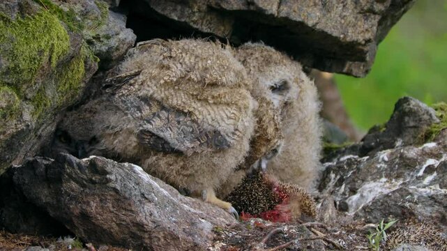 Eurasian eagle owl (Bubo bubo), baby owlets foraging on a hedgehog