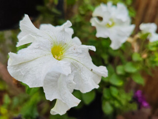Petunia flowers close-up