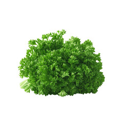 Obraz premium Fresh Parsley Bunch Isolated on Transparent background