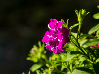 Fototapeta premium A purple flower with a white center