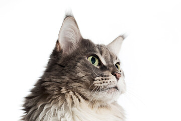 Cute Maine Coon cat. A pet on a white background.