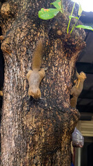 grey squirrel 