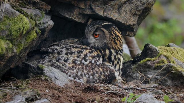 Eurasian eagle owl (Bubo bubo) family, baby owlets with their mother
