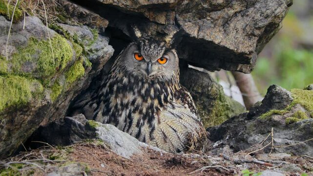 Eurasian eagle owl (Bubo bubo) family, baby owlets with their mother