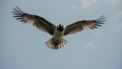 Obraz premium Majestic Bird in Flight with Wings Outstretched for Dramatic Impact