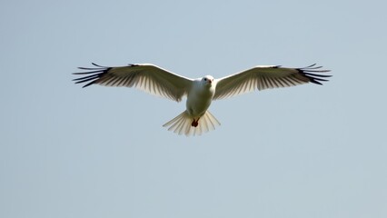 Obraz premium Majestic Flight: Bird Spreading Wings Against a Clear Sky