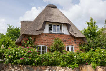 Fototapeta premium Friesenhaus mit Reetdach, Hecke mit Hundsrosen, Amrum, Nordsee-Insel, Nordfriesland, Schleswig-Holstein, Deutschland, Europa
