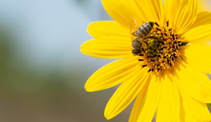 Bee on a Yellow Flower