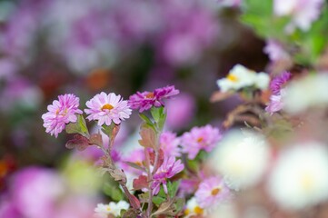 Vibrant pink and white flowers in soft focus.