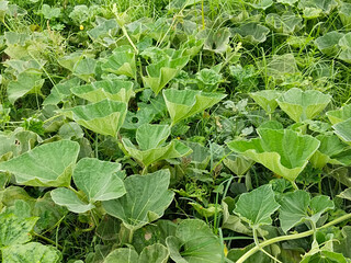 Naklejka premium Green pumpkin growing in the field. pumpkins growing in the garden. Watercolor pumpkin leaves and flowers. pumpkin leaves full screen