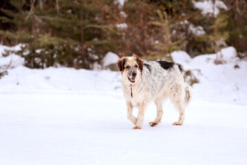 Dog portrait, winter forest background