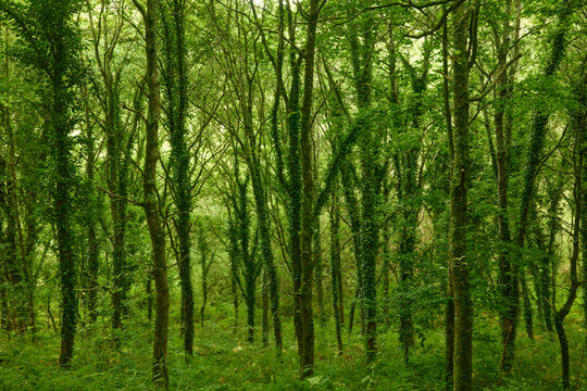 Beautiful  spring green forest in sunlight