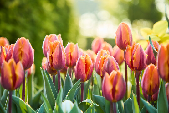 Tulips garden with spring light sun