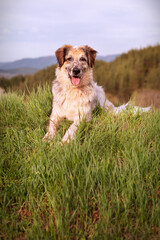 Big dog lying on the grass in the forest