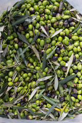  freshly harvested green and black olives with olive leaves. This image captures the natural beauty of Mediterranean farming, showcasing the seasonal bounty and freshness of organic produce.