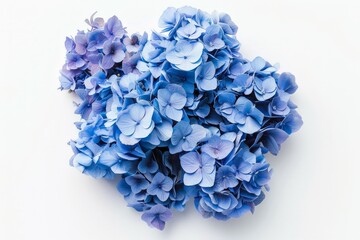 Blue Hydrangea Bouquet on White Background