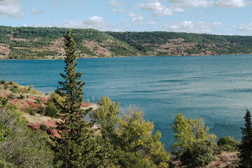 Naklejka premium pine tree on a lake