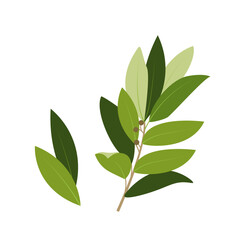 Bay leaves isolated green culinary herb doodle illustration. Hand drawn cartoon simple vector laurel leaf natural condiment, herbal seasoning for food and botanical design. Kitchen herb garden