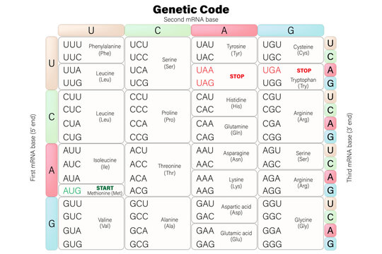 Genetic code table. RNA codon table vector. The three bases of an mRNA codon. 
