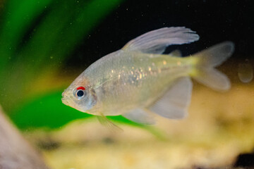 Dianmond tetra fish in aquarium