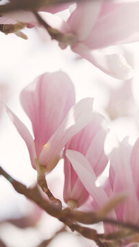 Detail of a light pink Magnolia tree blooming.
