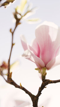 Detail of a light pink Magnolia tree blooming.