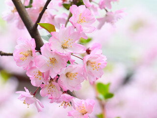 Close up flowering crabapple blooming in Tokyo