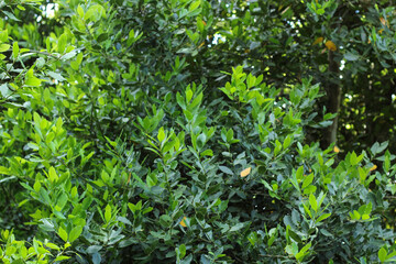 A screen full of bay leaves in nature. Bay leaves used as dry spices.